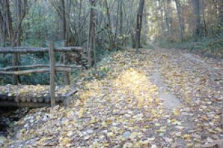 [ TRAVAUX FORESTIERS DANS LE BOIS DES ESCOUMES ]