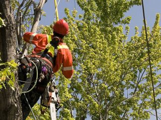 [TRAVAUX D'ELAGAGE - LIGNES ELECTRIQUES]