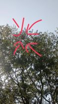 [DESTRUCTION D'UN NID DE FRELONS ASIATIQUES PAR DRONE]