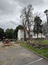 [ABATTAGE D'UN ORME LISSE REMARQUABLE]