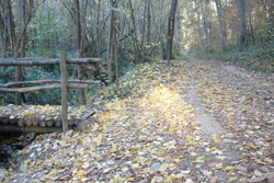 Le bois des Escoumes